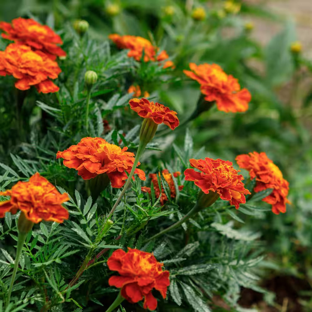 3.5 In. Marigold Pollinator Plant Seed Grow Kit