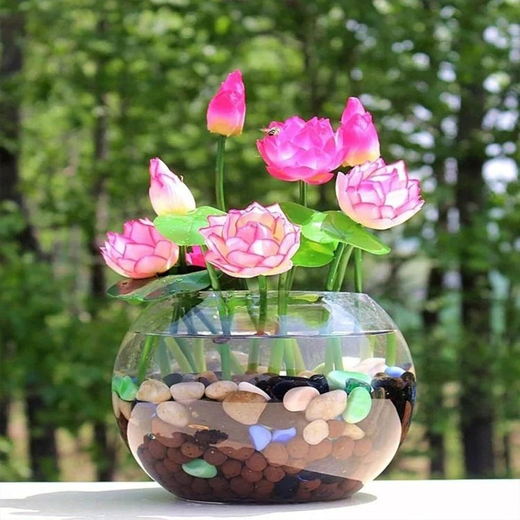 35+ Mixed Bowl Lotus Seeds - Water Lily Flower Plant Seed Non-Gmo Home Garden