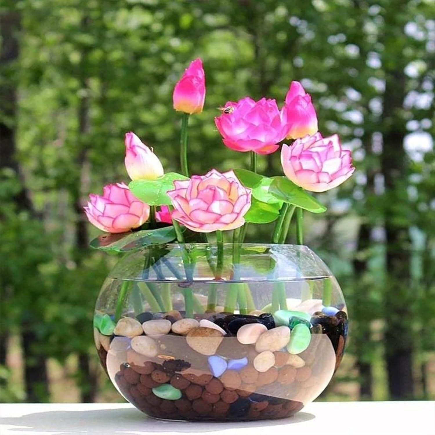 35+ Mixed Bowl Lotus Seeds - Water Lily Flower Plant Seed Non-Gmo Home Garden