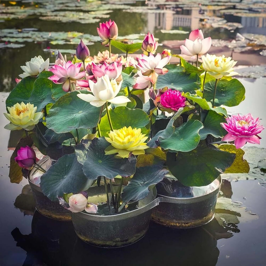 35+ Mixed Bowl Lotus Seeds - Water Lily Flower Plant Seed Non-Gmo Home Garden