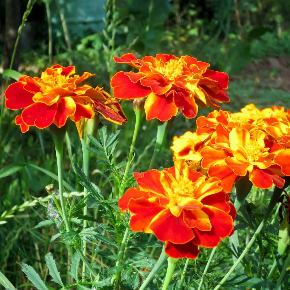 3.5 In. Marigold Pollinator Plant Seed Grow Kit