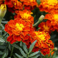 3.5 In. Marigold Pollinator Plant Seed Grow Kit