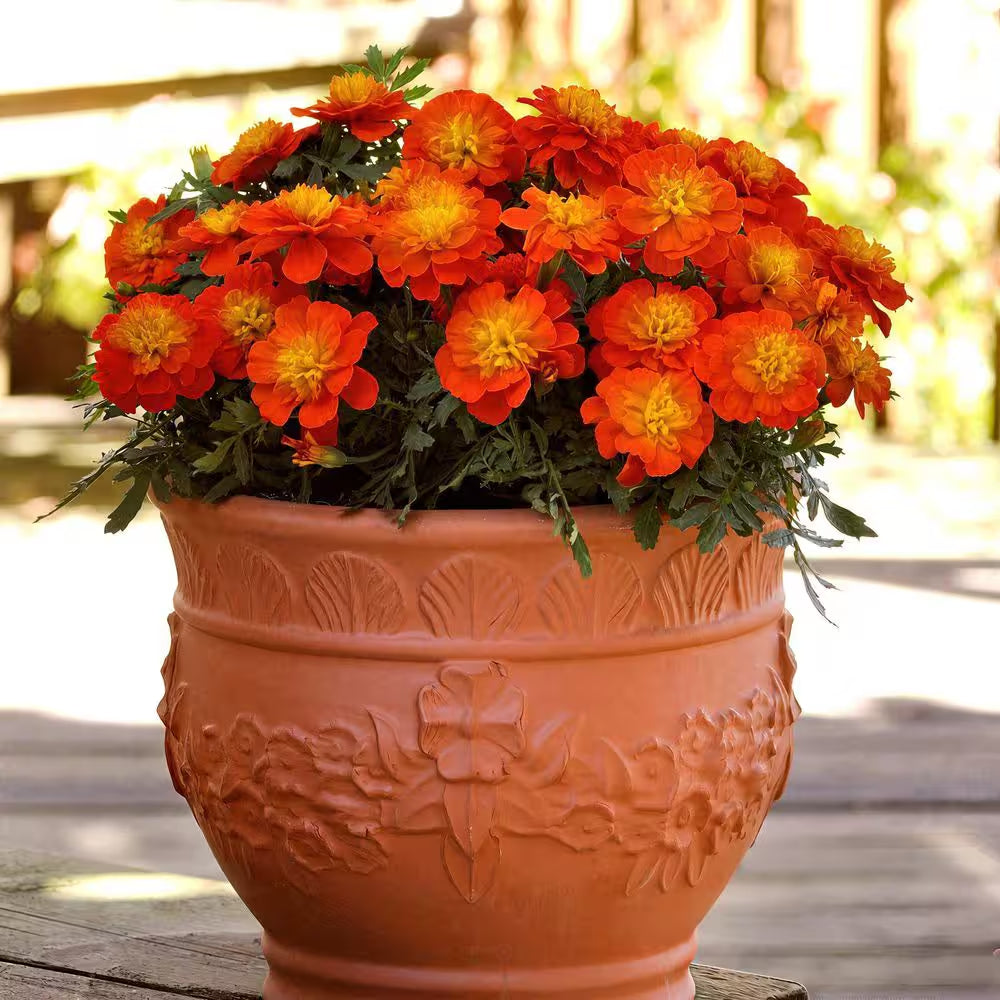 3.5 In. Marigold Pollinator Plant Seed Grow Kit
