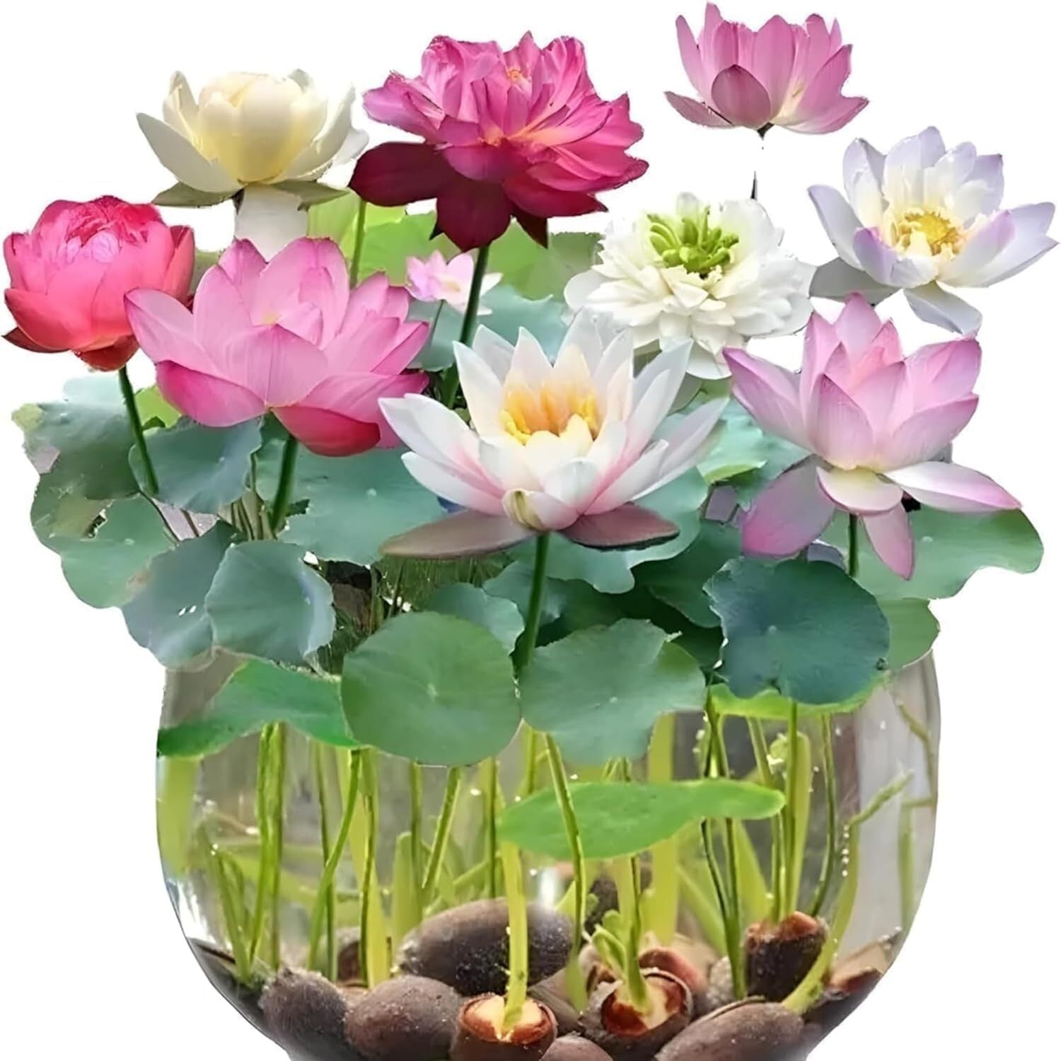 35+ Mixed Bowl Lotus Seeds - Water Lily Flower Plant Seed Non-Gmo Home Garden