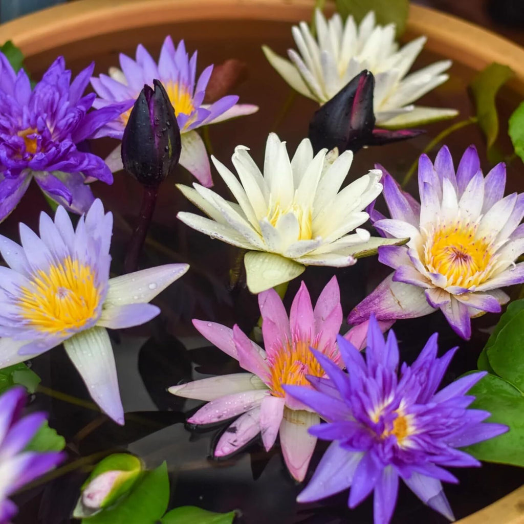 35+ Mixed Bowl Lotus Seeds - Water Lily Flower Plant Seed Non-Gmo Home Garden