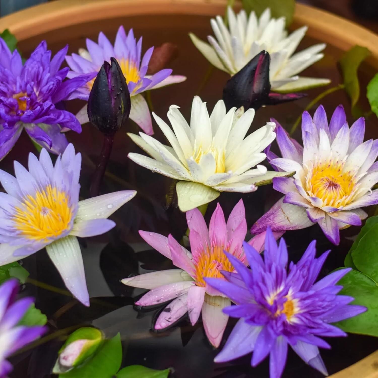 35+ Mixed Bowl Lotus Seeds - Water Lily Flower Plant Seed Non-Gmo Home Garden