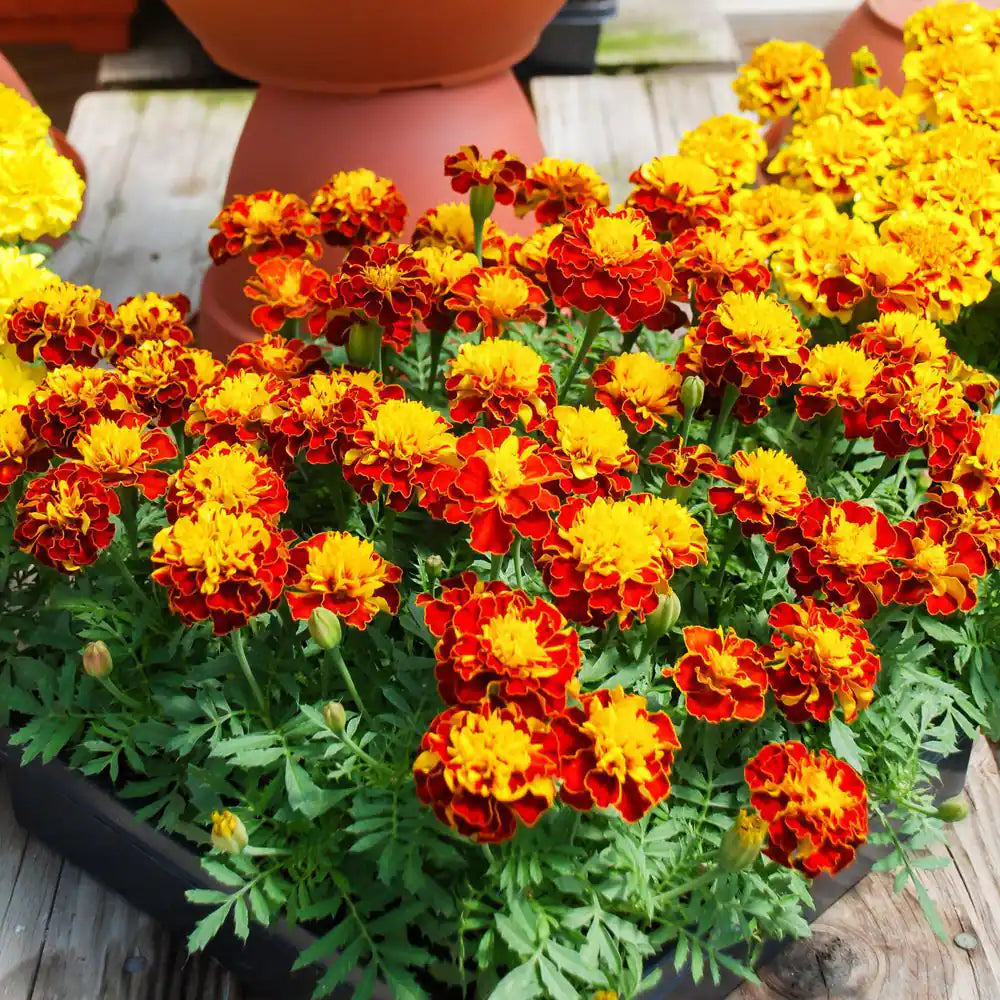 3.5 In. Marigold Pollinator Plant Seed Grow Kit