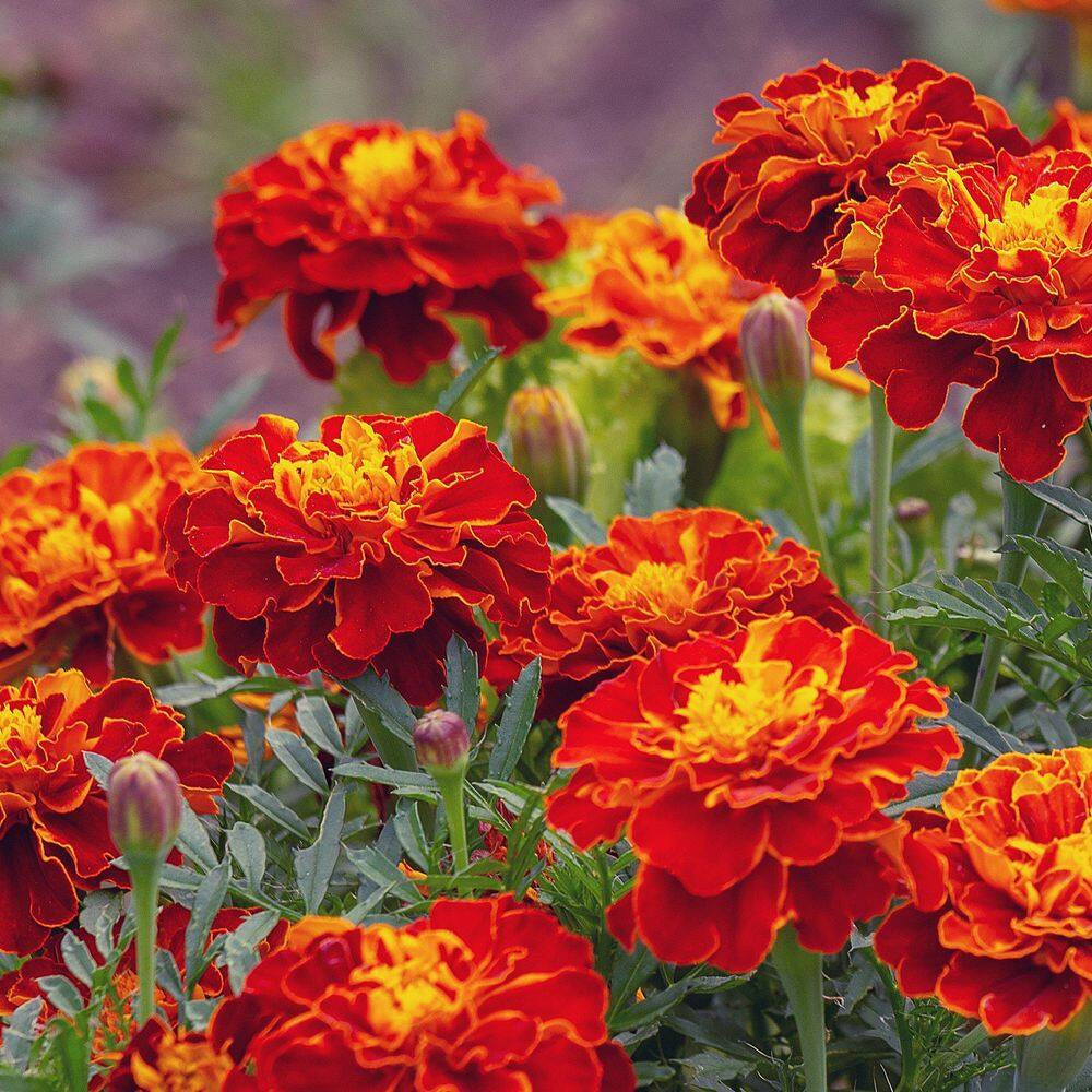 3.5 In. Marigold Pollinator Plant Seed Grow Kit