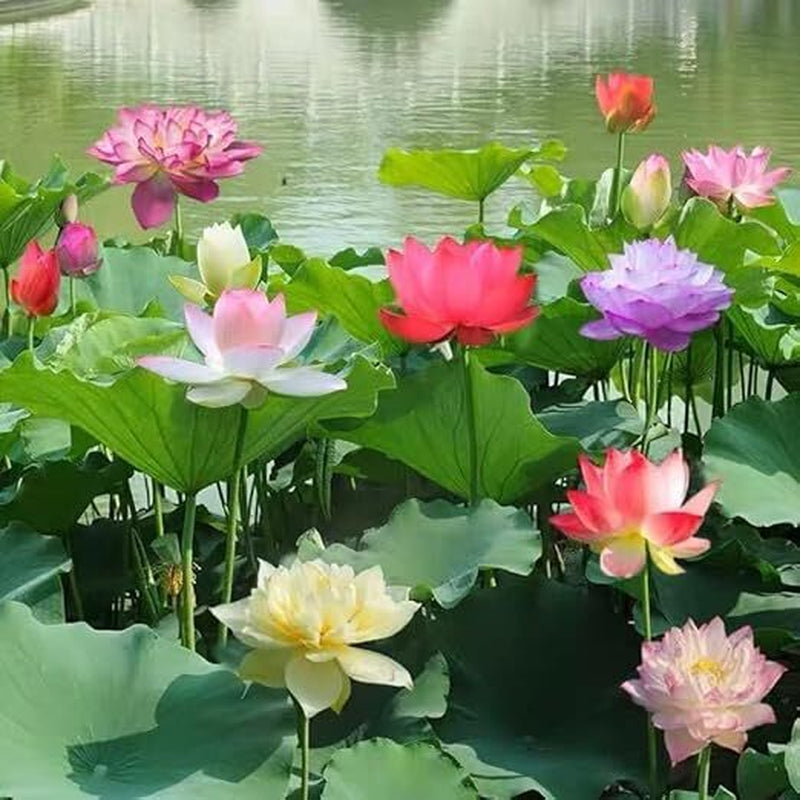 35+ Mixed Bowl Lotus Seeds - Water Lily Flower Plant Seed Non-Gmo Home Garden